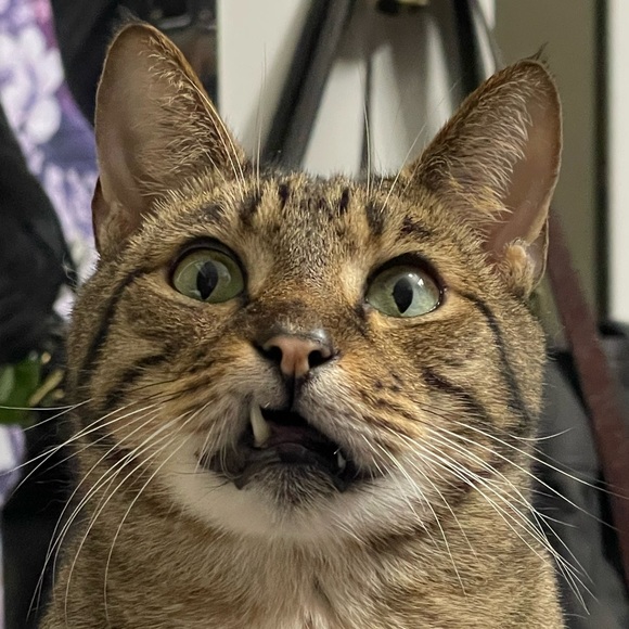 Meet your Posher, Beth - Picture 1 of 1